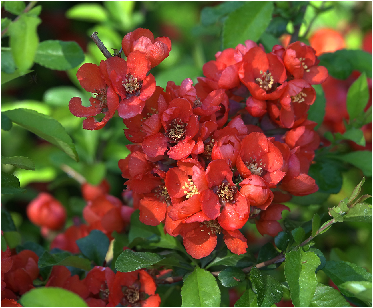 Image of Chaenomeles japonica specimen.