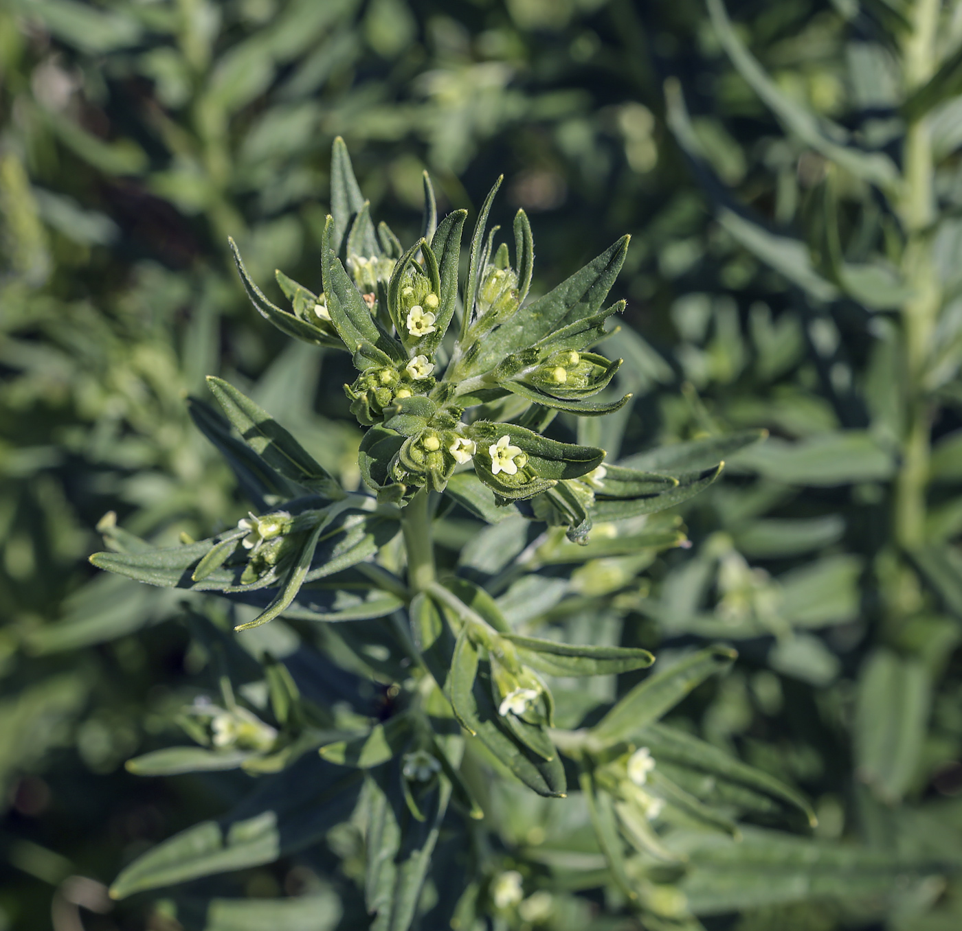 Image of Lithospermum officinale specimen.