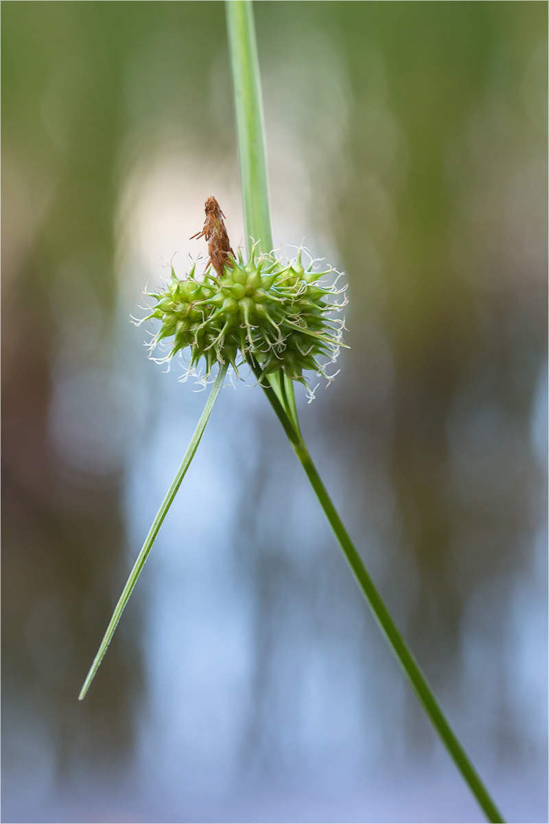 Изображение особи Carex flava.