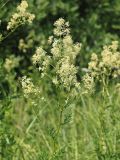 Thalictrum flavum