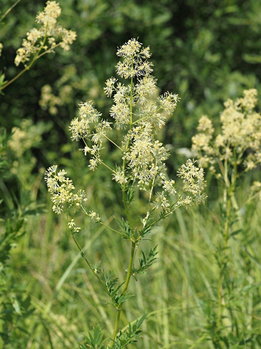 Image of Thalictrum flavum specimen.