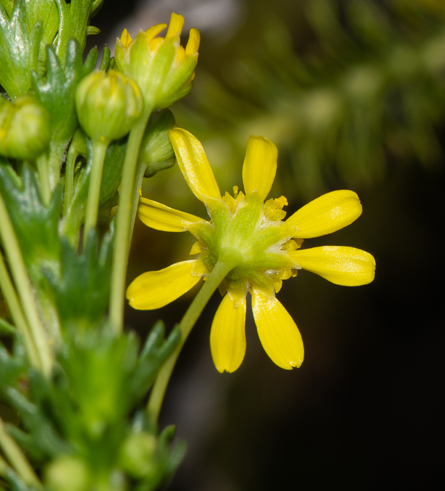 Изображение особи Euryops virgineus.