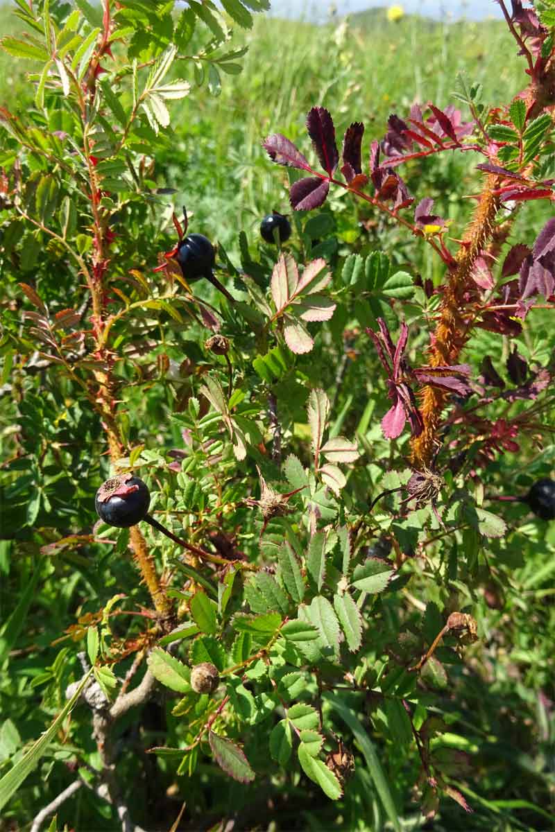 Image of Rosa elasmacantha specimen.