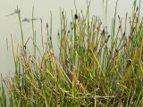 Eleocharis palustris
