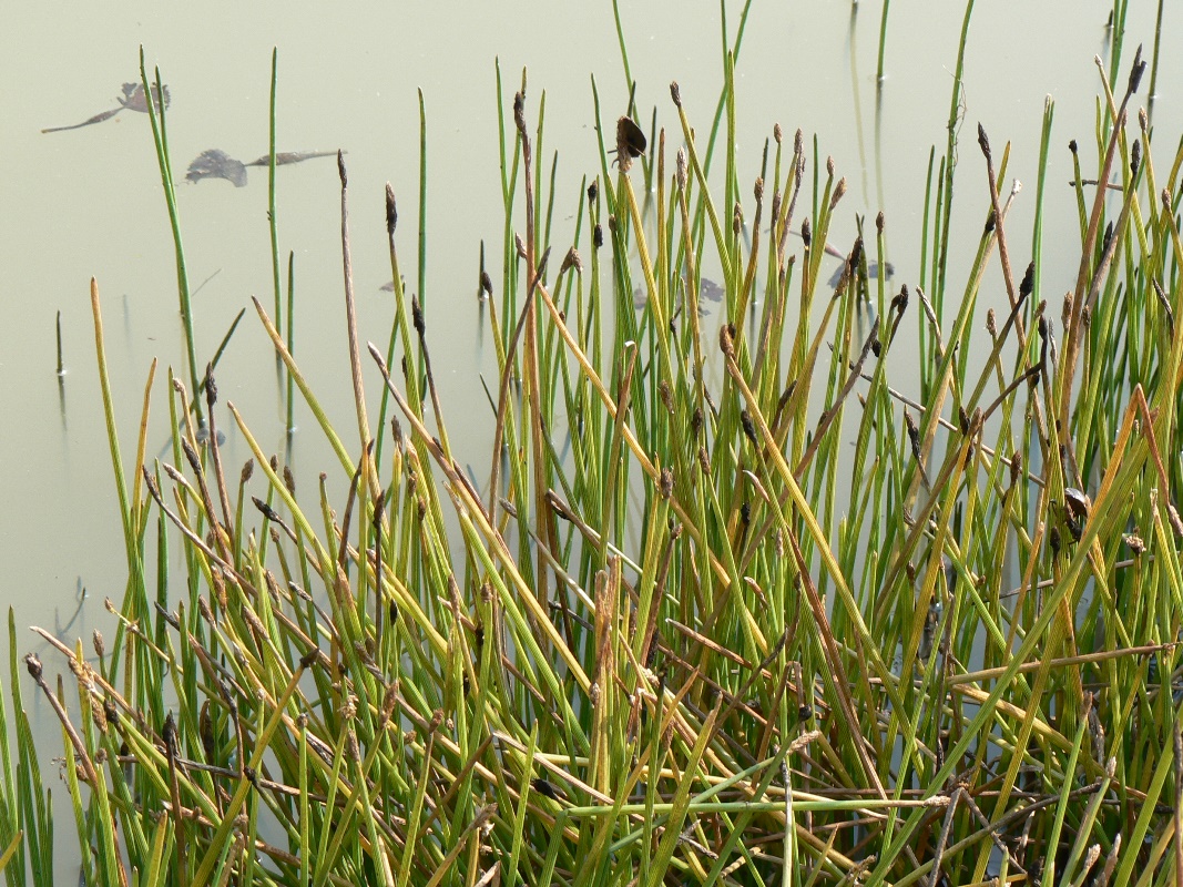 Изображение особи Eleocharis palustris.