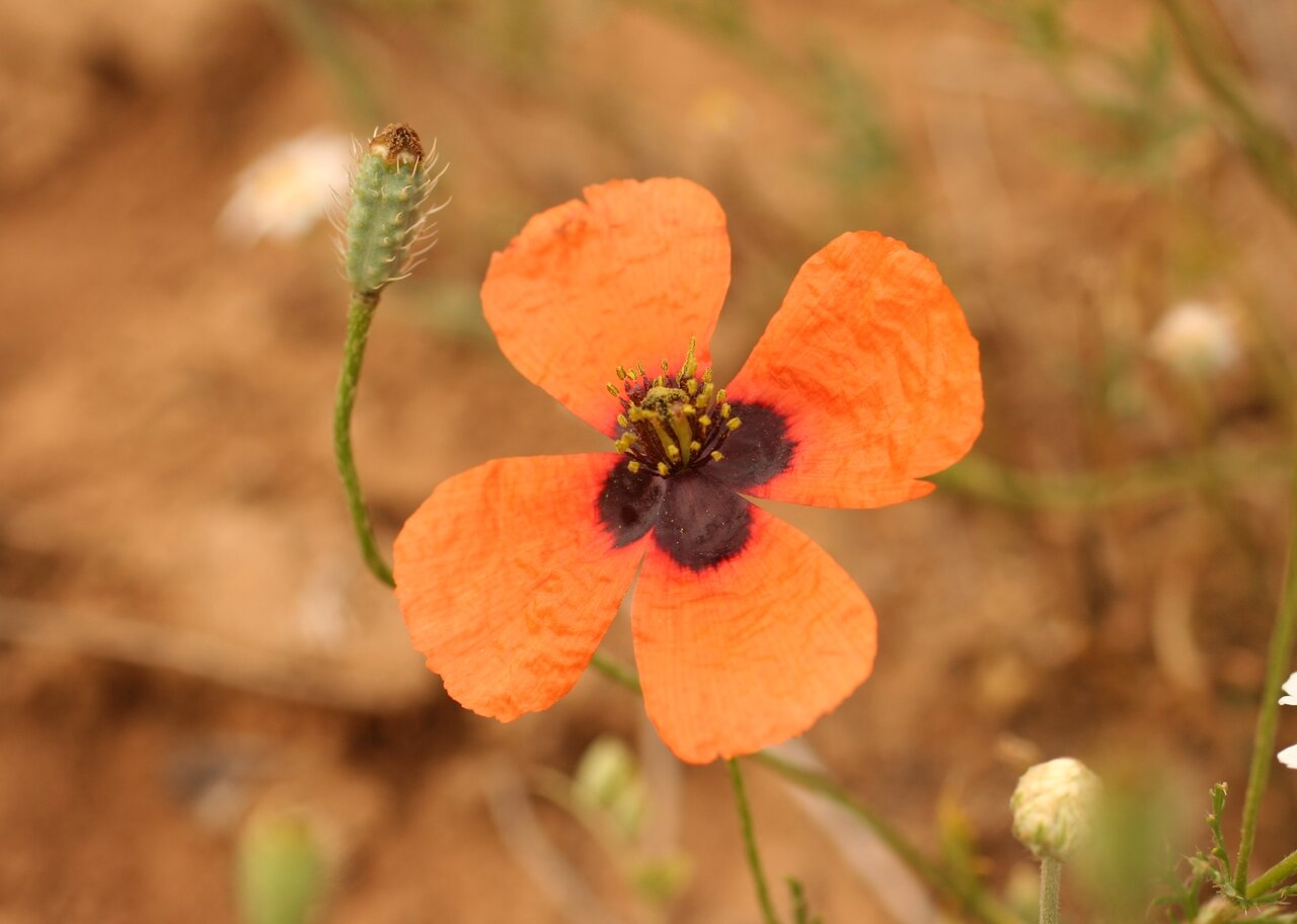 Image of Papaver nigrotinctum specimen.