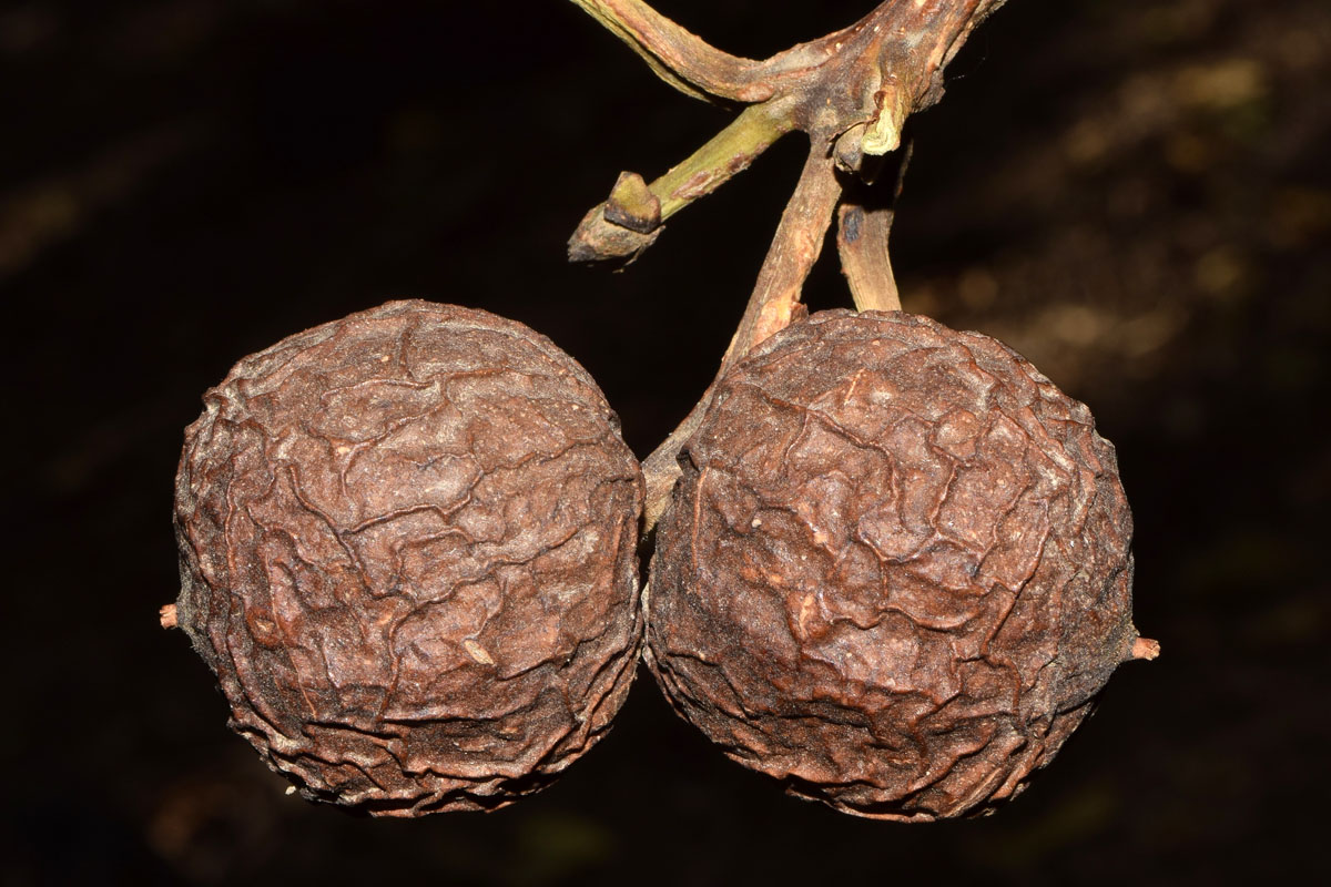 Image of Juglans regia specimen.