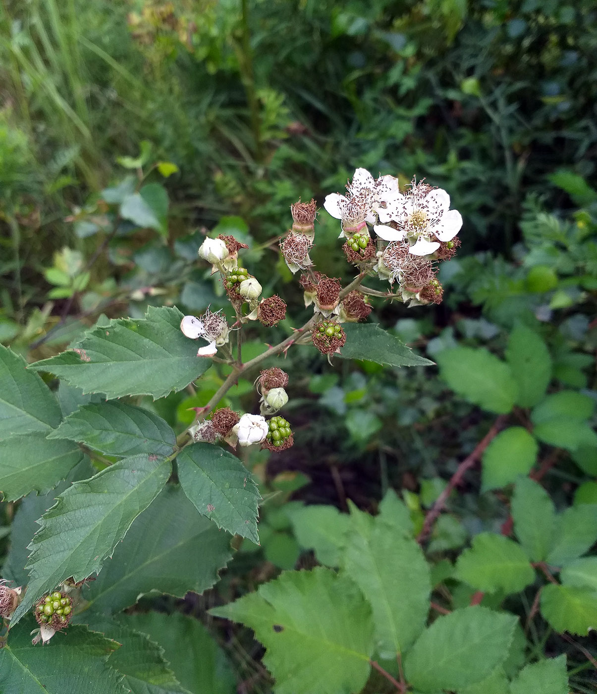 Image of Rubus procerus specimen.