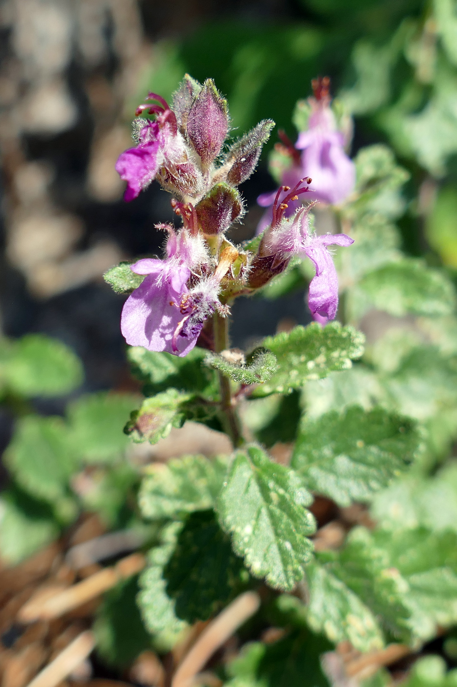 Изображение особи Teucrium chamaedrys.