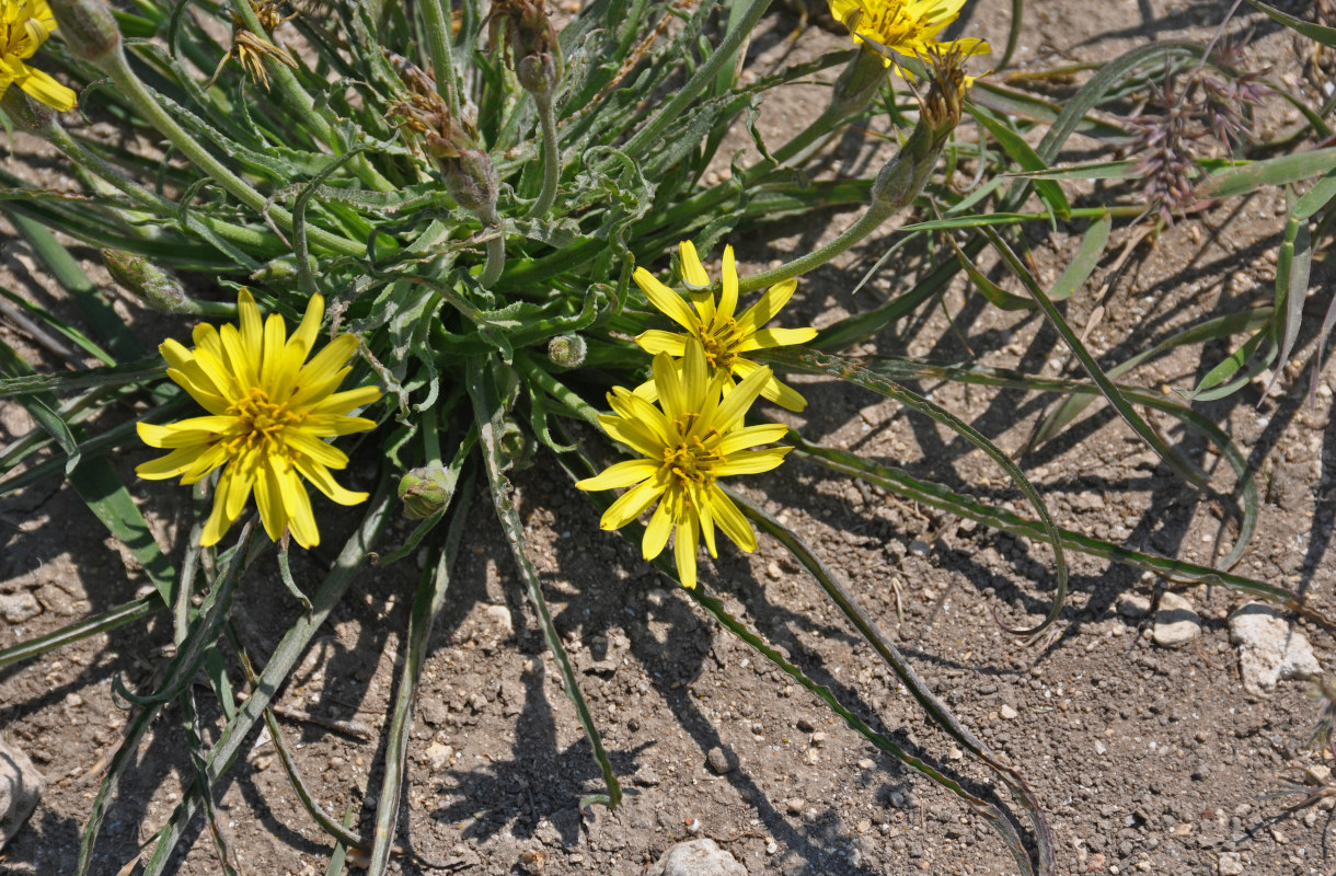 Image of Scorzonera mollis specimen.