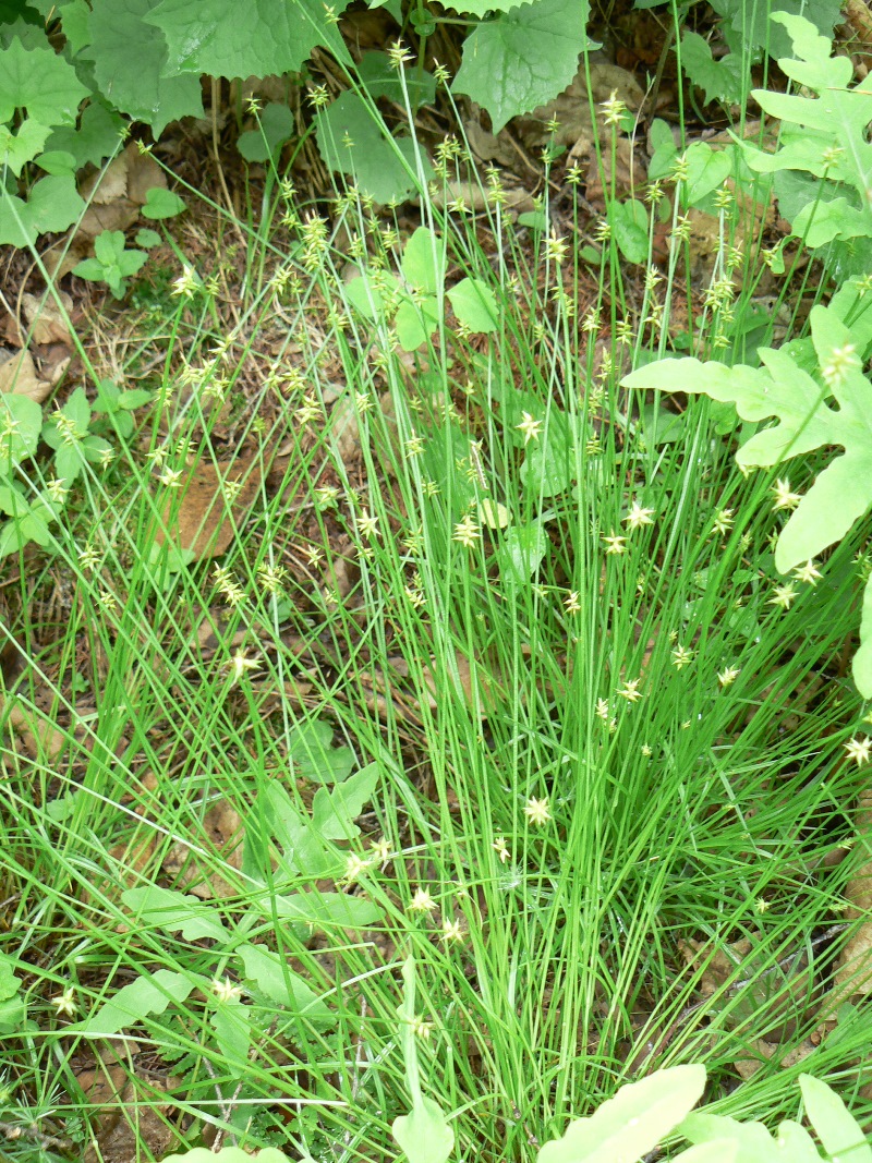 Изображение особи Carex uda.