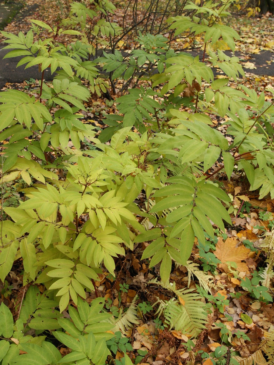 Изображение особи Sambucus ebulus.