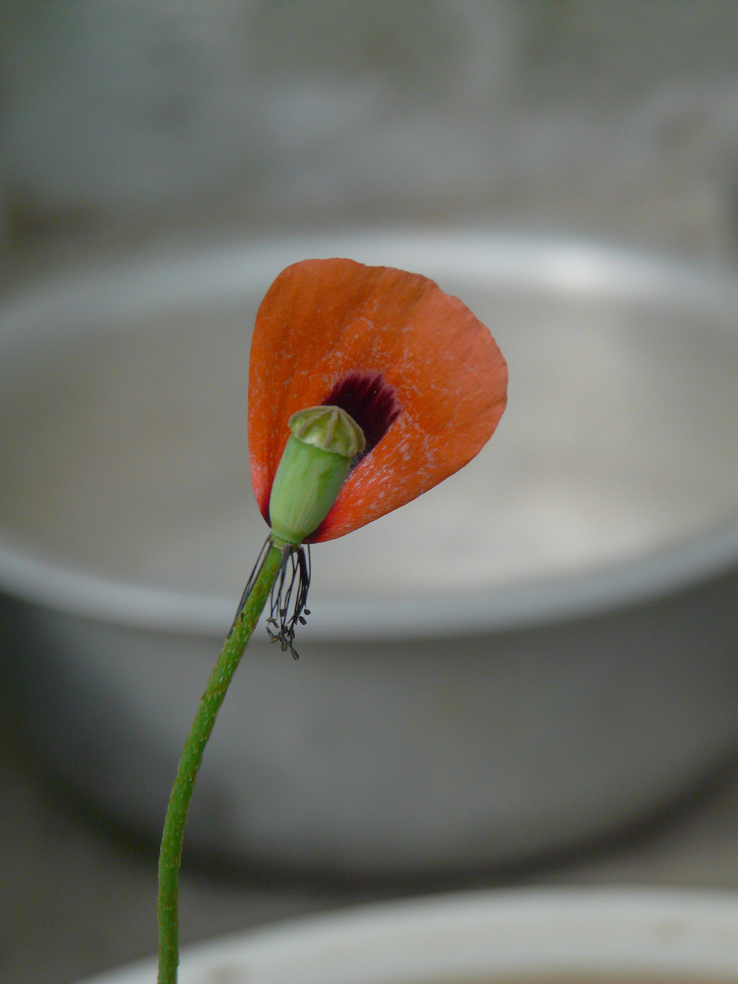 Изображение особи Papaver stevenianum.