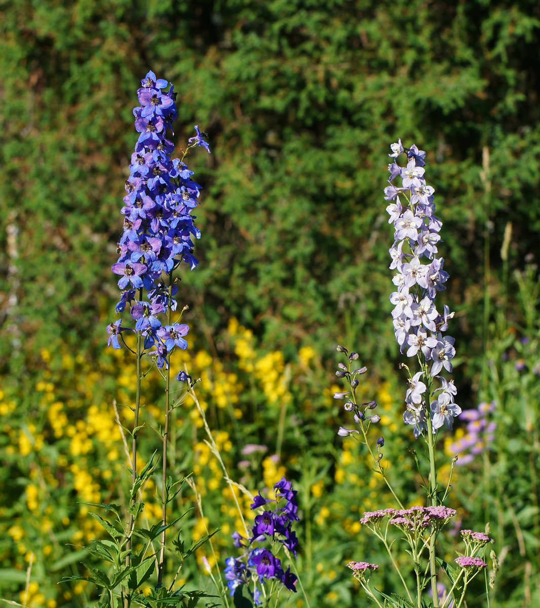 Изображение особи Delphinium elatum.