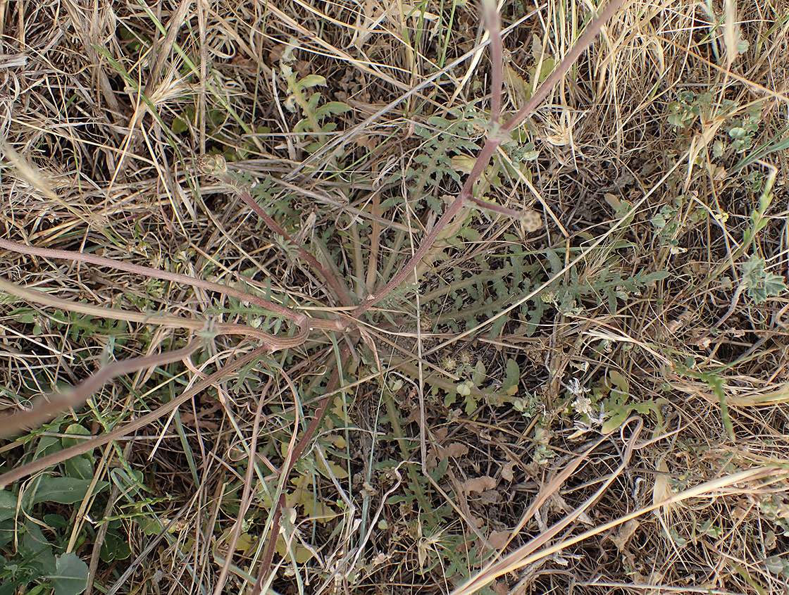 Image of Hymenonema graecum specimen.