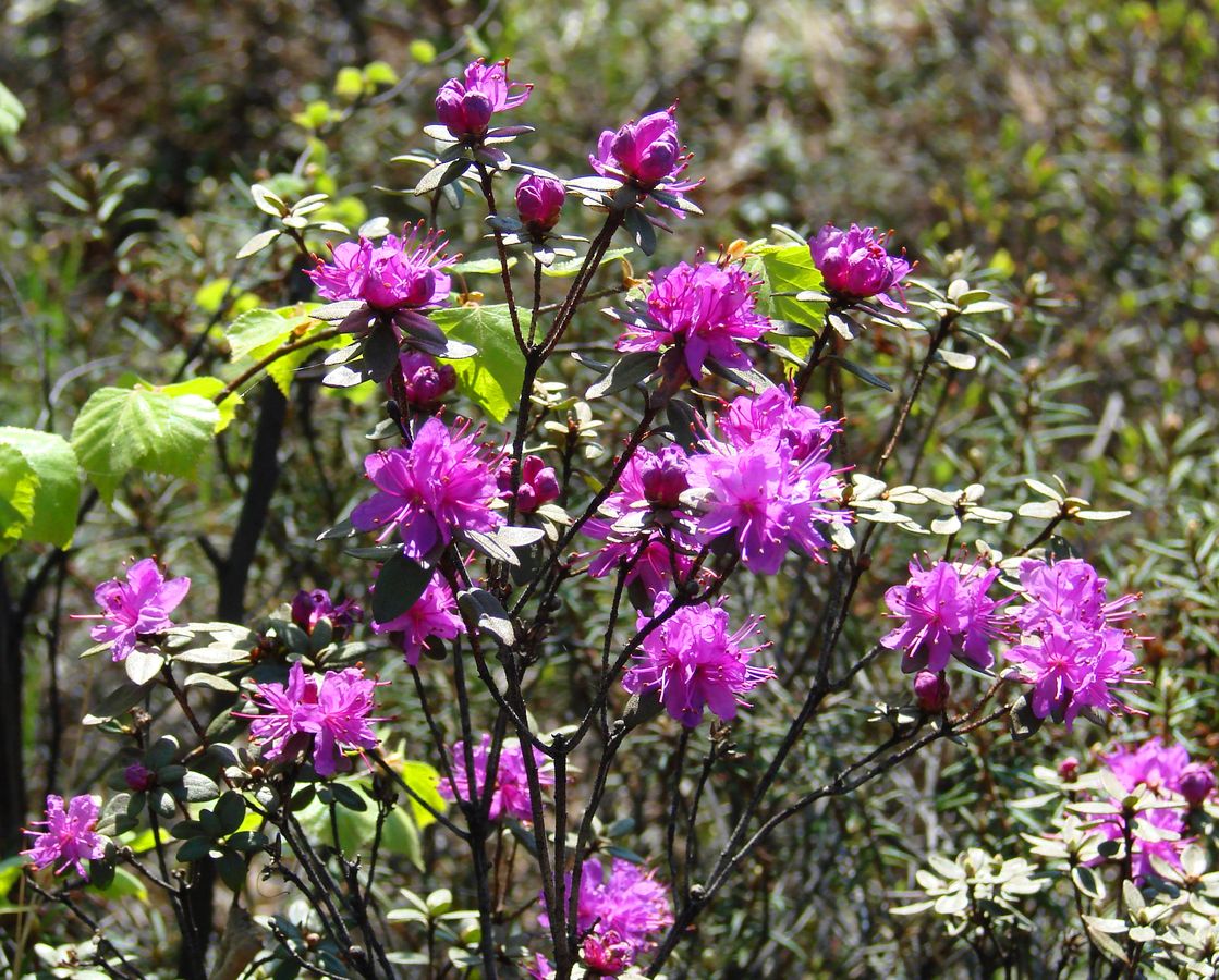 Изображение особи Rhododendron dauricum.