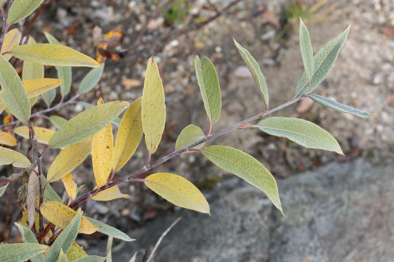 Image of Salix lapponum specimen.