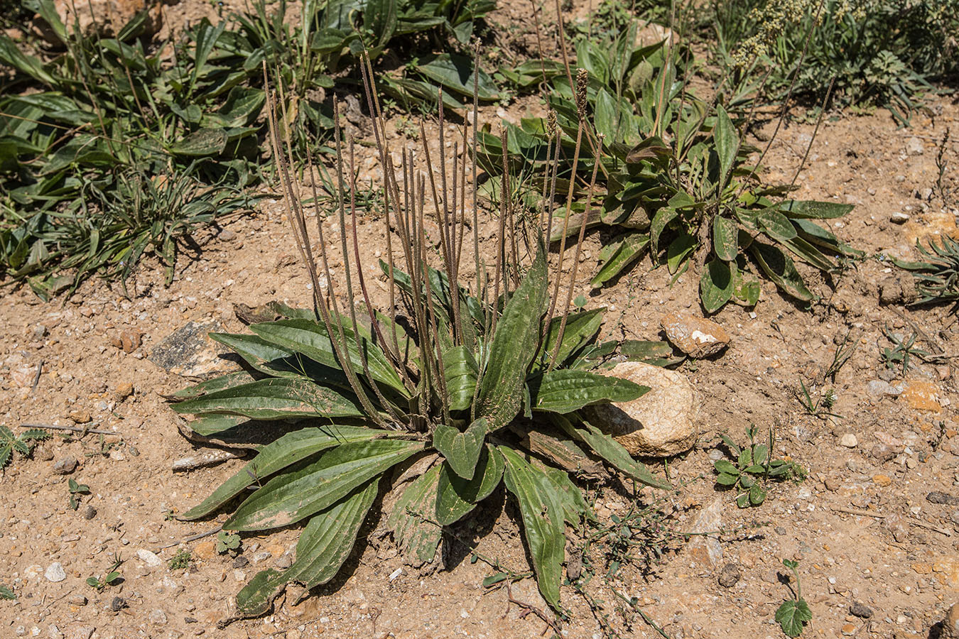 Image of Plantago lanceolata specimen.