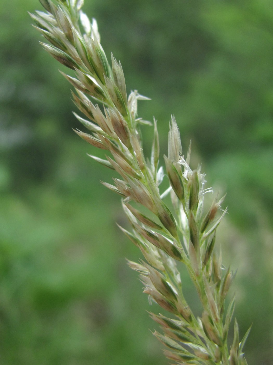 Image of genus Koeleria specimen.