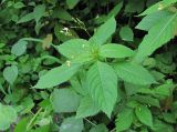 Impatiens parviflora