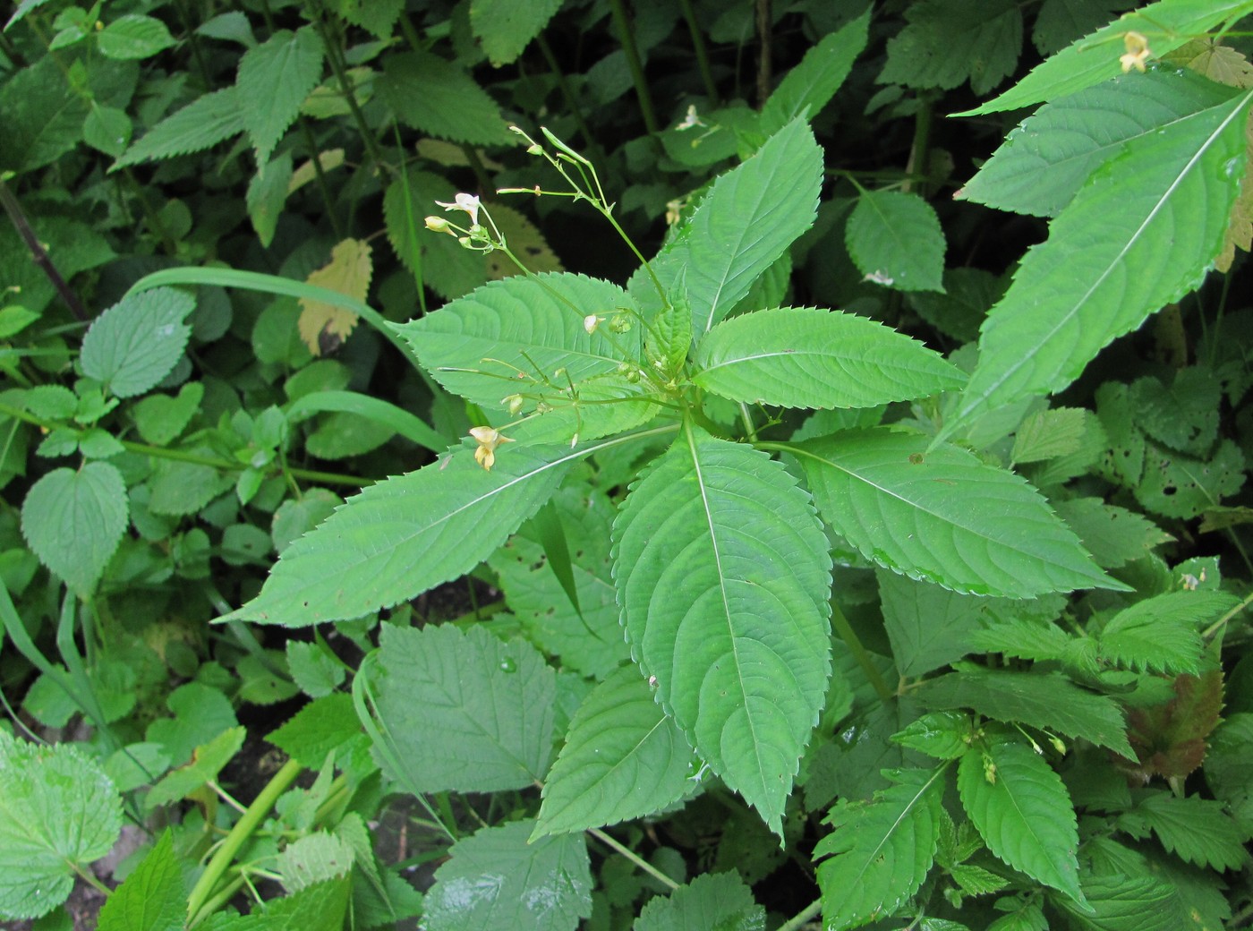 Изображение особи Impatiens parviflora.