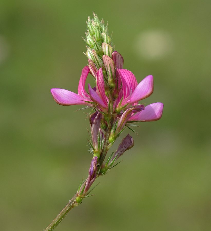 Image of Onobrychis cyri specimen.