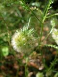 Lagoecia cuminoides