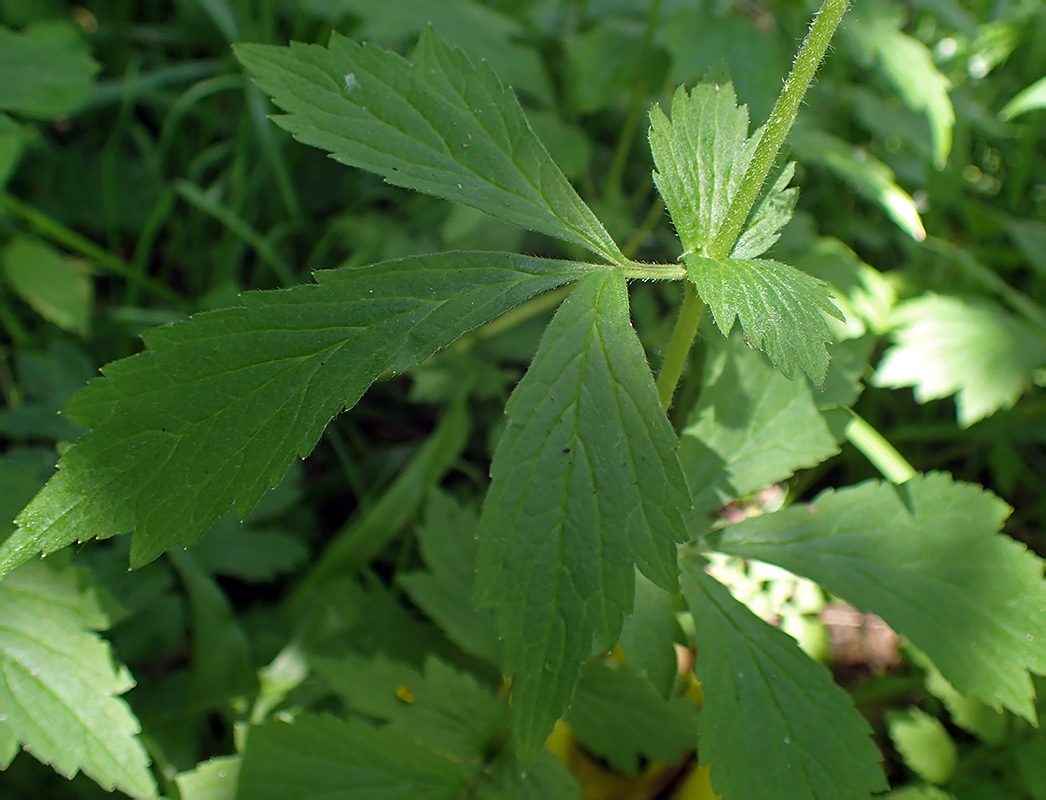 Изображение особи Geum urbanum.