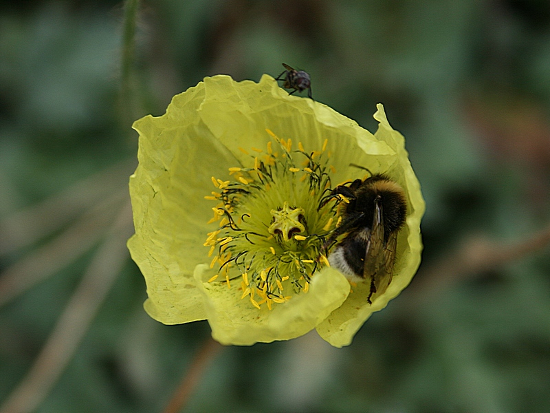 Изображение особи Papaver pseudocanescens.