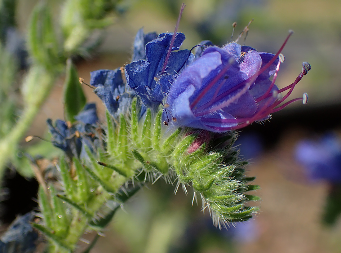 Image of Echium vulgare specimen.