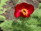 Paeonia tenuifolia