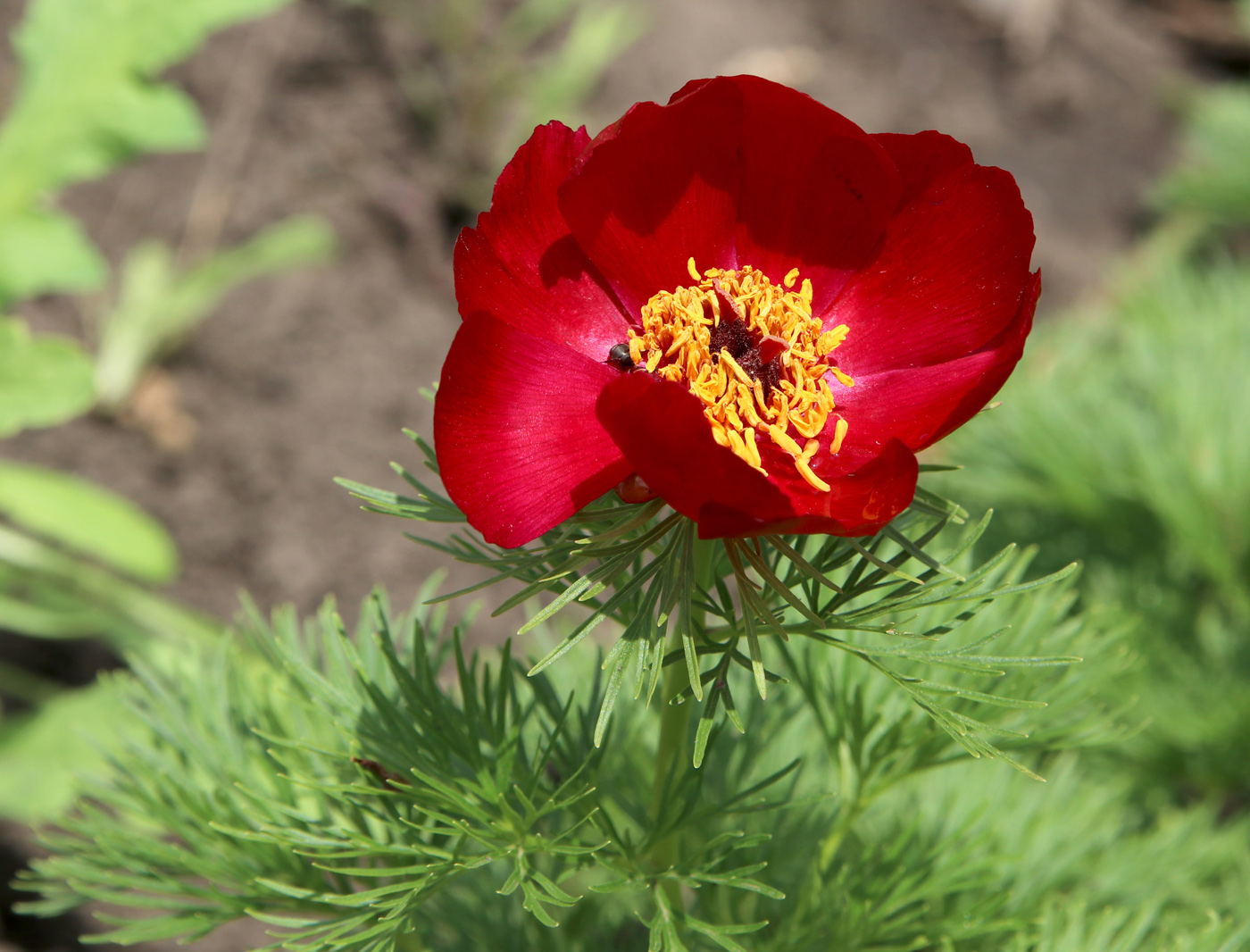 Image of Paeonia tenuifolia specimen.