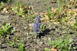 Ajuga multiflora. Цветущее растение. Приморский край, Уссурийский гор. округ, окр. с. Монакино, поляна в широколиственном лесу. 15.05.2022.