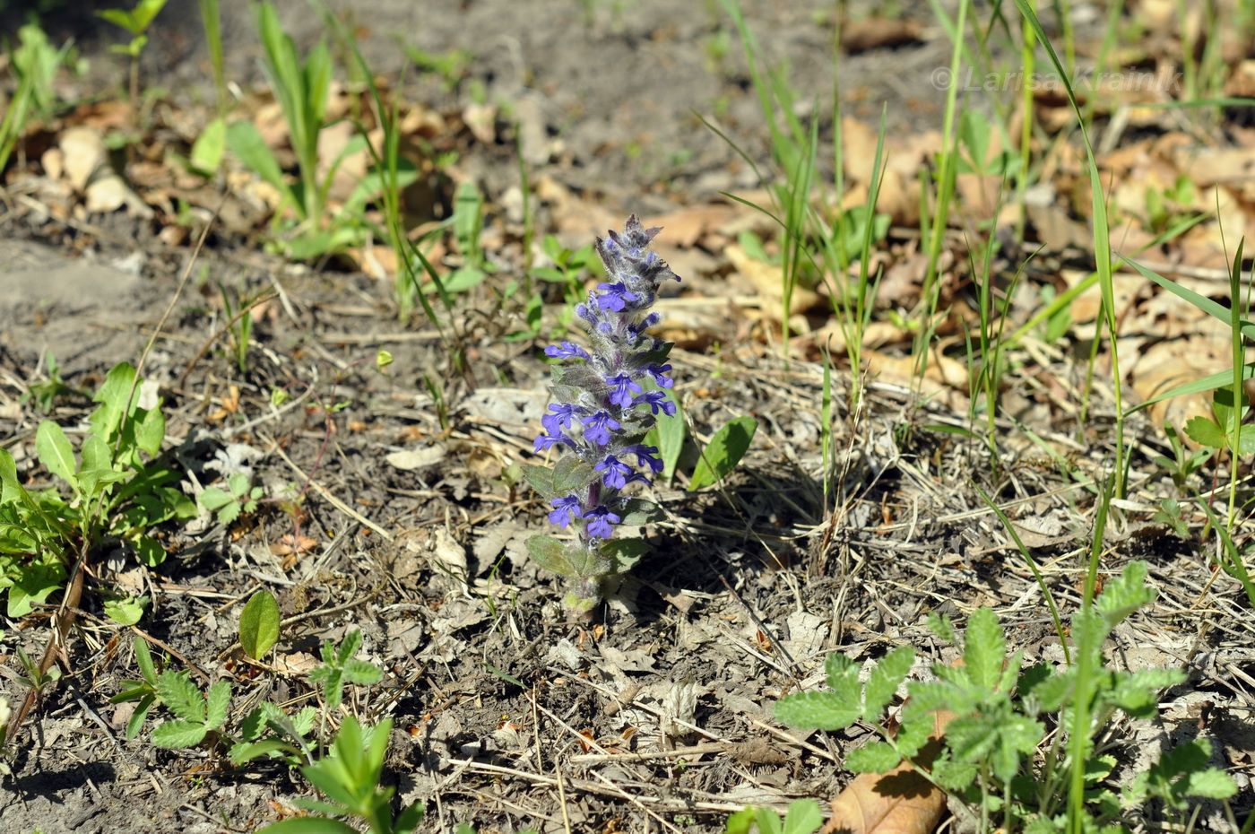 Изображение особи Ajuga multiflora.