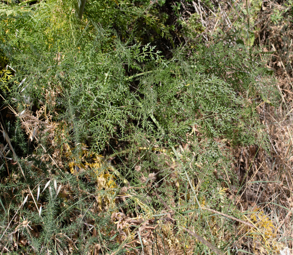 Изображение особи Ferula tingitana.