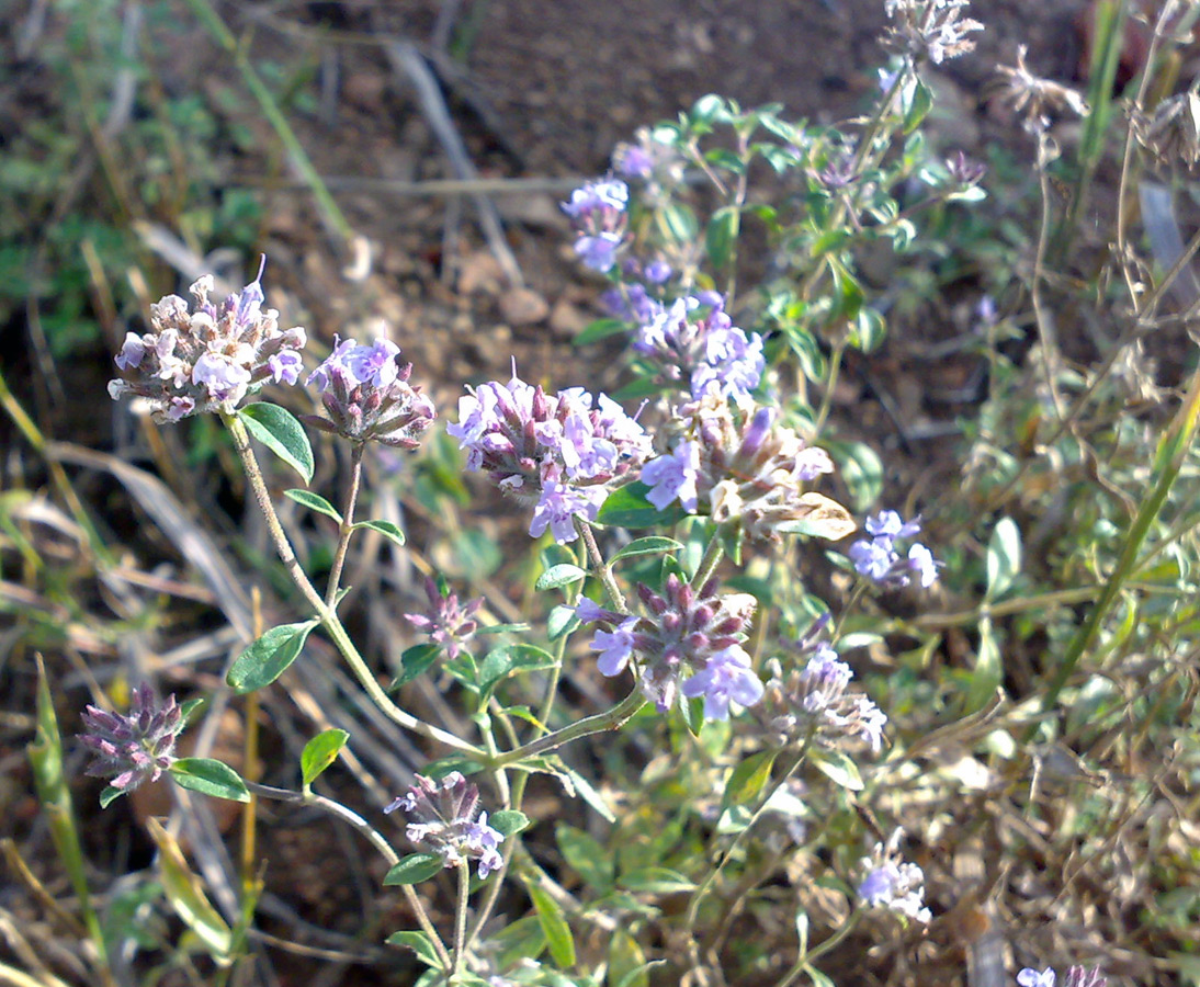 Image of Ziziphora clinopodioides specimen.