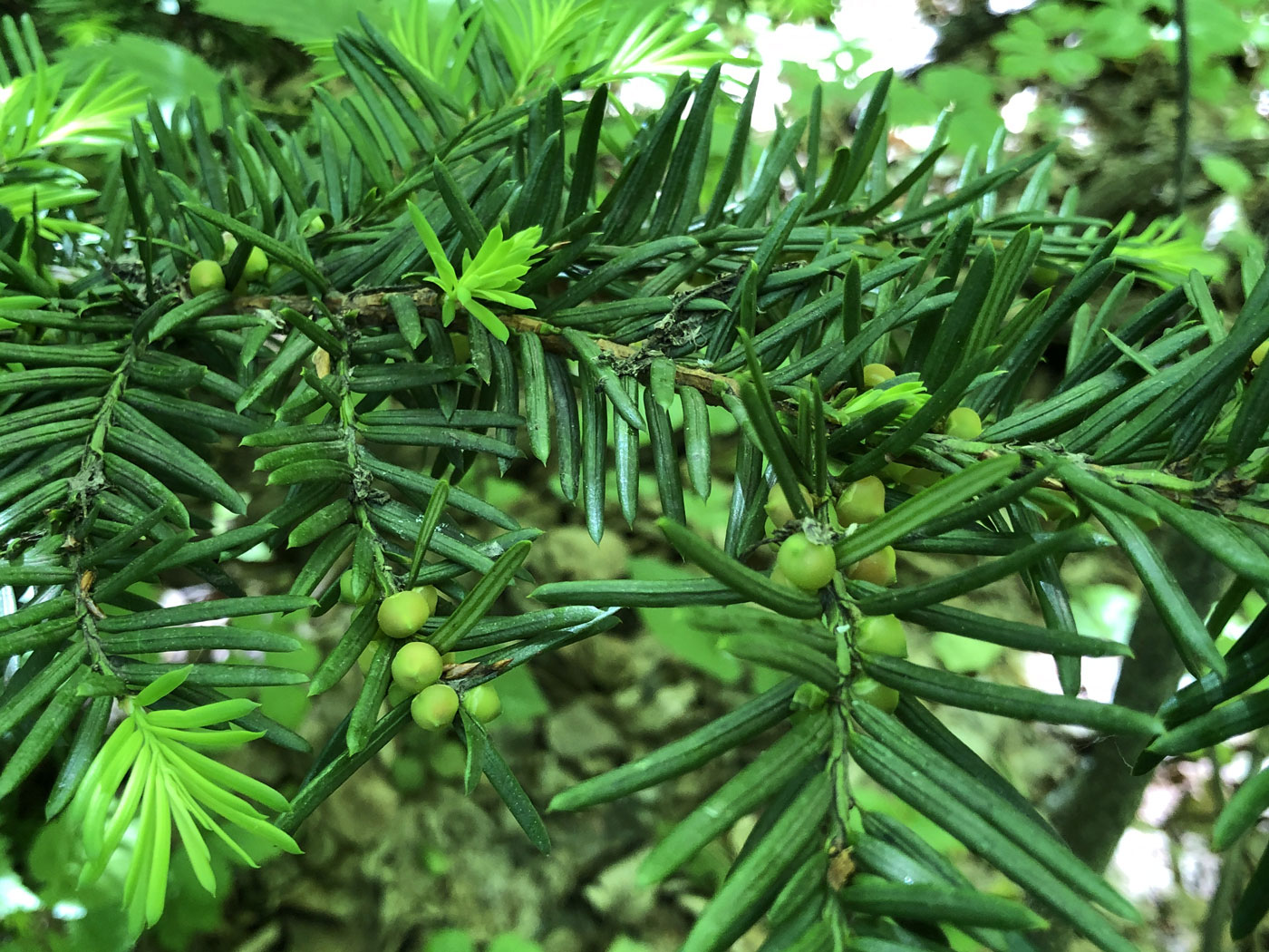 Изображение особи Taxus cuspidata.