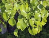 genus Pyrus. Листья, повреждённые насекомыми. Владимирская обл., г. Александров, Владимирская обл., г. Александров, заброшенный парк, в культуре. 18.06.2022.