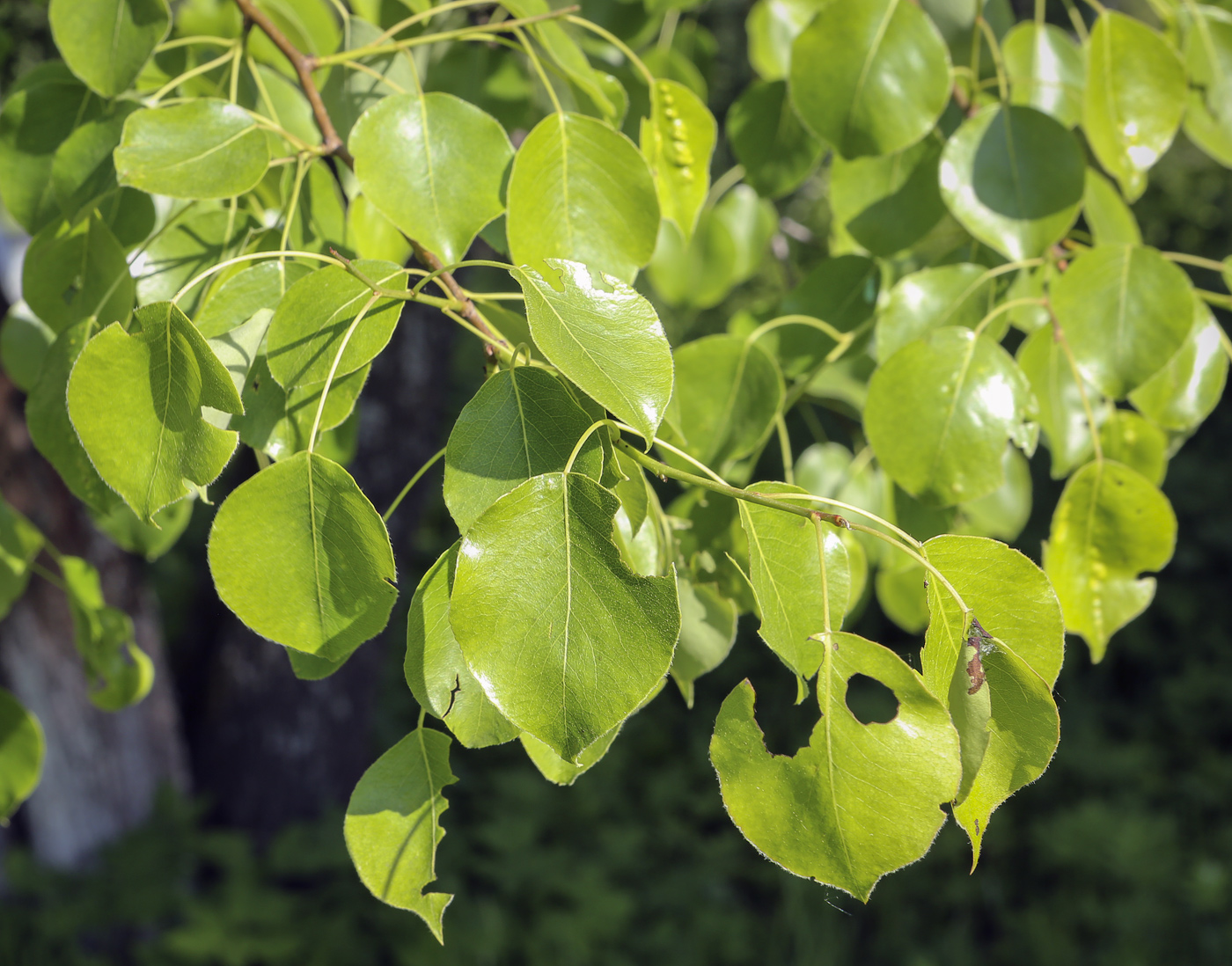 Image of genus Pyrus specimen.