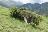 Juniperus oblonga. Старые деревья. Республика Ингушетия, Джейрахский р-н, окр. ур. Керой, выс. 1650 м н.у.м., луг. 19 июня 2022 г.