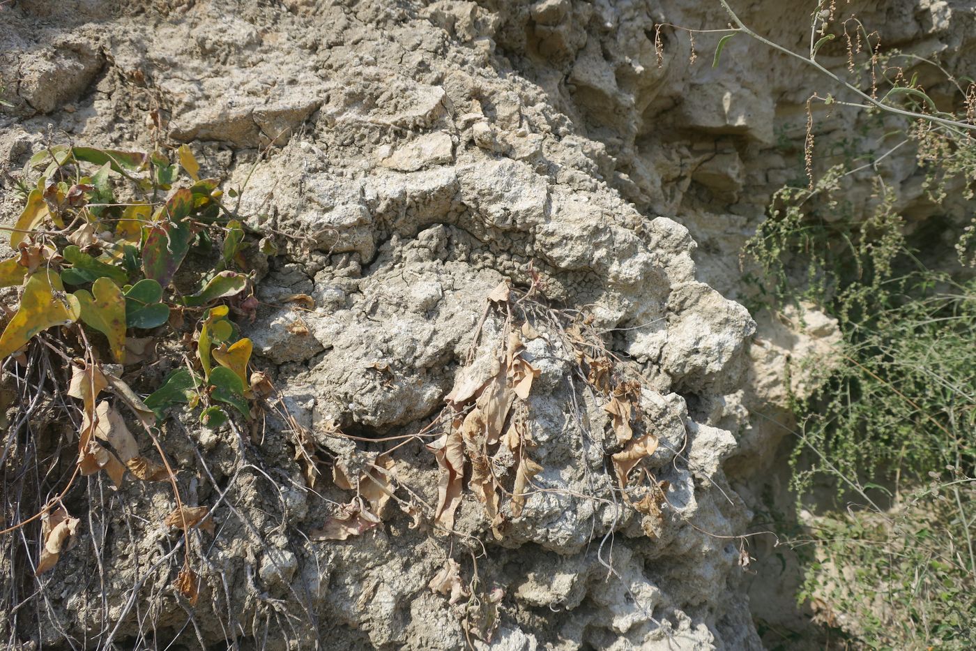 Image of Cynanchum acutum specimen.