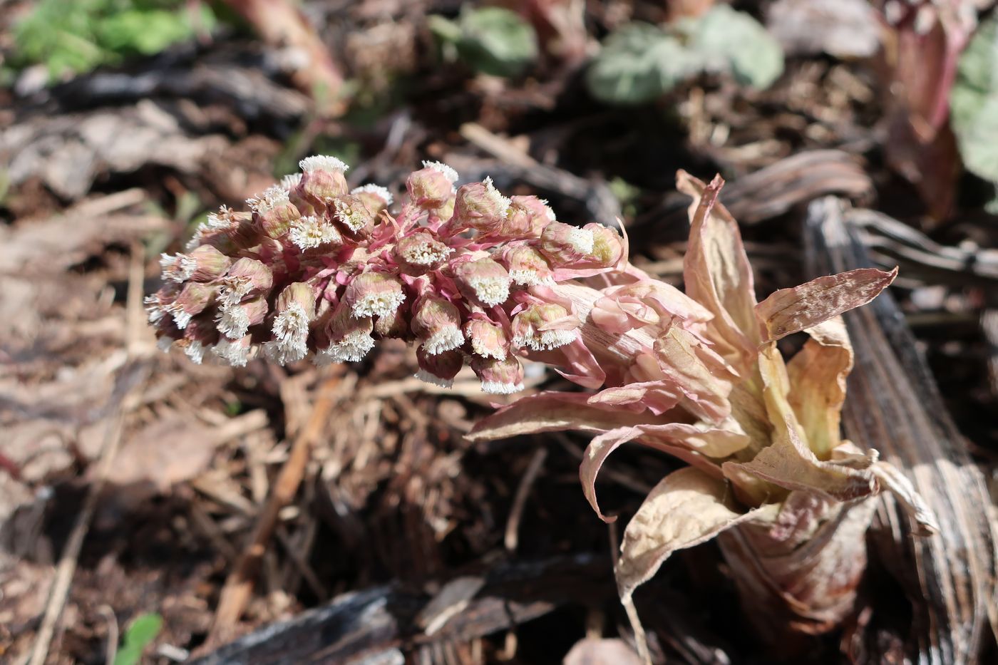 Image of Petasites hybridus specimen.