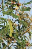 Leucaena leucocephala. Побег с соцветиями и соплодием. Египет, мухафаза Асуан, Нубийский р-н, г. Абу-Симбел. 19.03.2021.