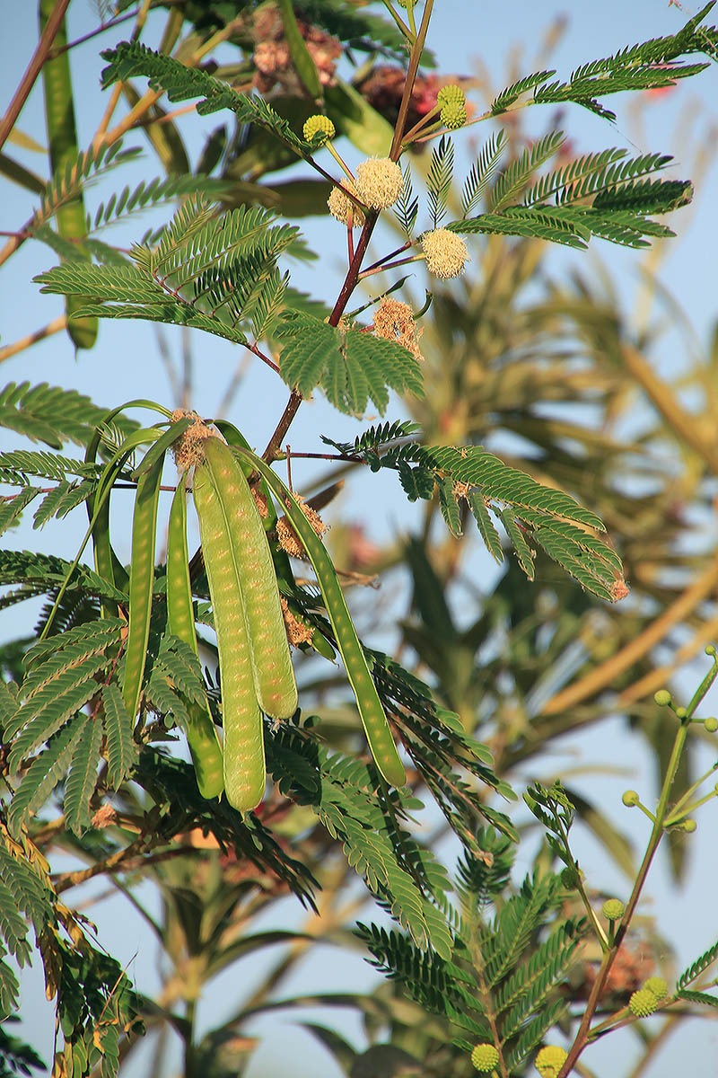 Изображение особи Leucaena leucocephala.