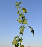 genus Solanum. Верхушка цветущего и плодоносящего растения. Тульская обл., Плавский р-н, окр. пос. Молочные Дворы, дачный участок. 24.08.2022.