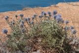 Echinops ruthenicus. Цветущие растения. Крым, Севастополь, р-н мыса Фиолент, на вытоптанной бровке приморского обрыва. 04.09.2022.