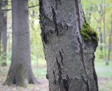 Sorbus × latifolia. Часть ствола с куртинкой зелёного мха. Москва, ГБС РАН, дендрарий. 15.09.2022.