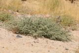 Salsola leptoclada. Плодоносящее растение. Узбекистан, Наманганская обл., Папский р-н, 15 км СЗЗ г. Пап, глинистая полупустыня. 21 сентября 2022 г.