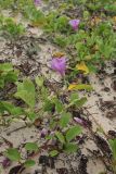 Ipomoea pes-caprae