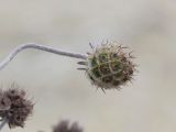 Scabiosa bipinnata